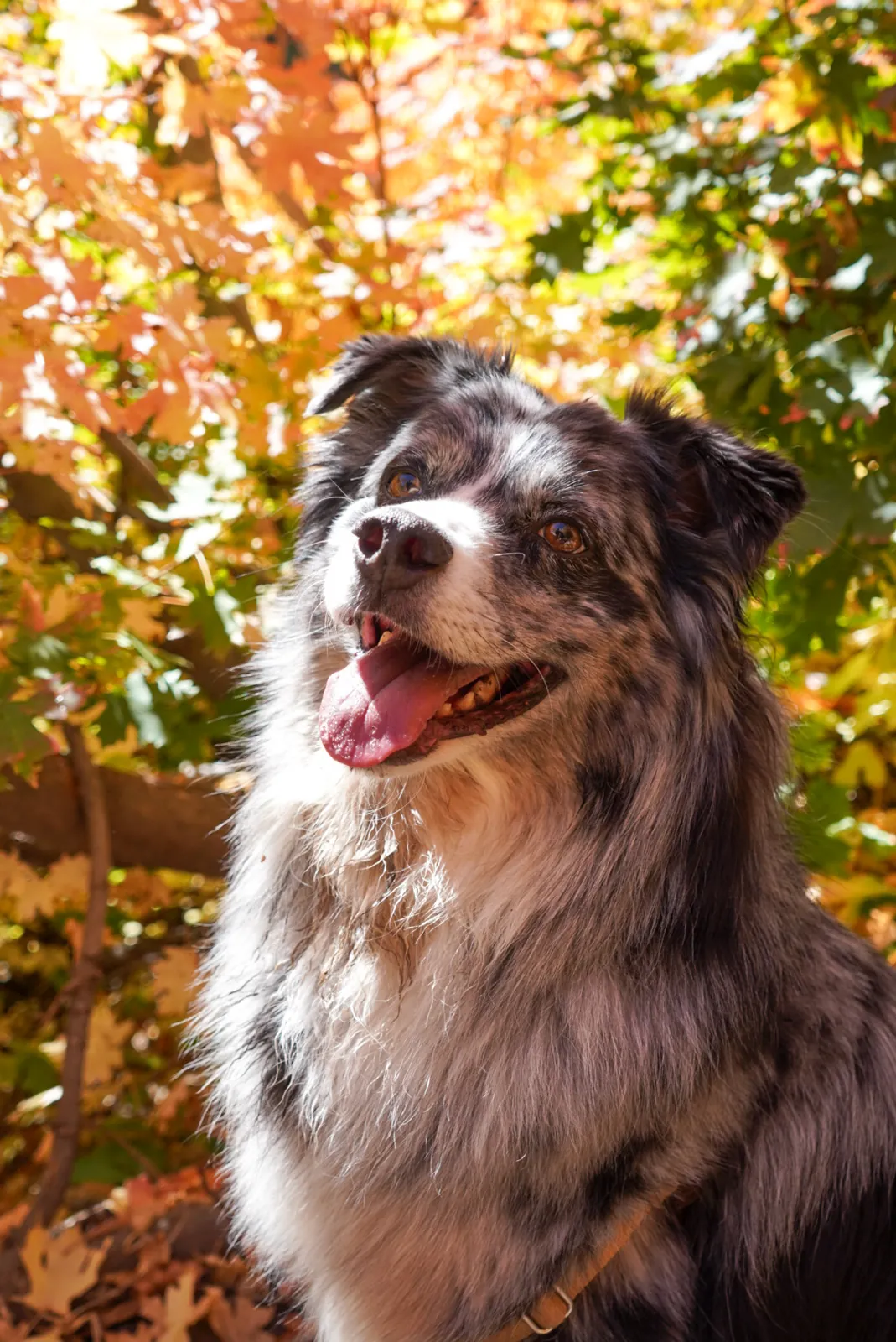 A dog gazes upwards through a canopy of autumn leaves.