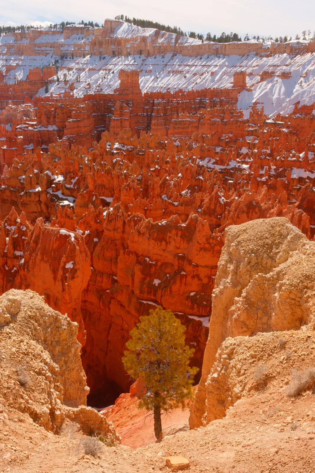 A landscape of orange hoodoos in Bryce Canyon National Park, dusted with snow, featuring a solitary pine tree.